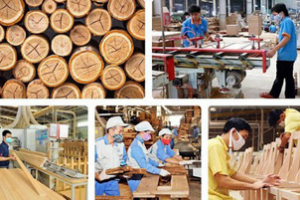 Tư vấn kinh nghiệm thành lập doanh nghiệp chế biến gỗ từ công ty Quang Minh